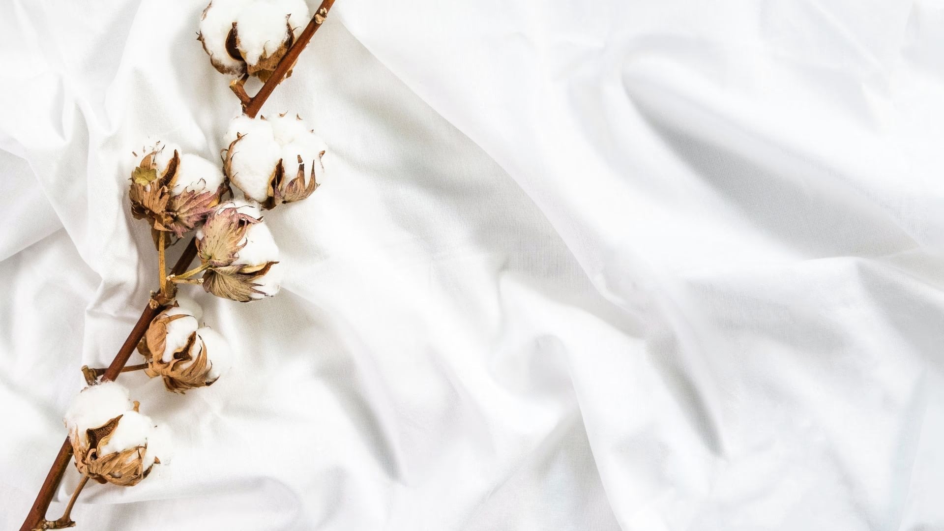 The Rise of Organic Cotton: Insights from Textile Exchange's Organic Cotton Market Report