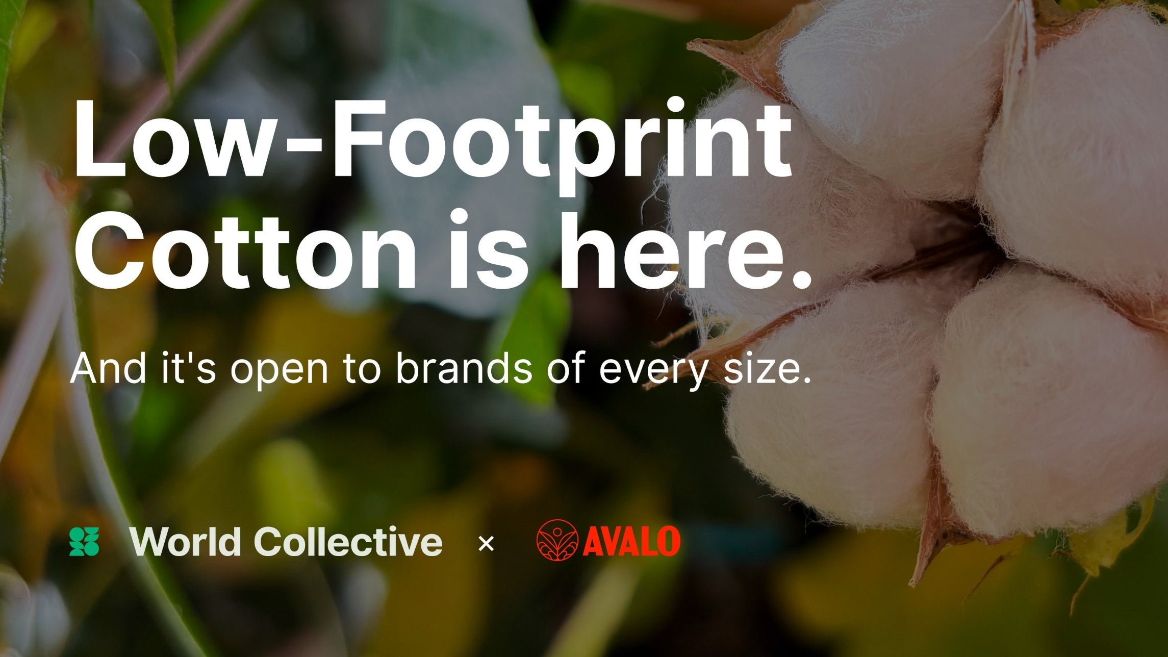 Avalo and World Collective Open New “Low-Footprint Cotton” to Brands of All Sizes Through Demand Aggregation