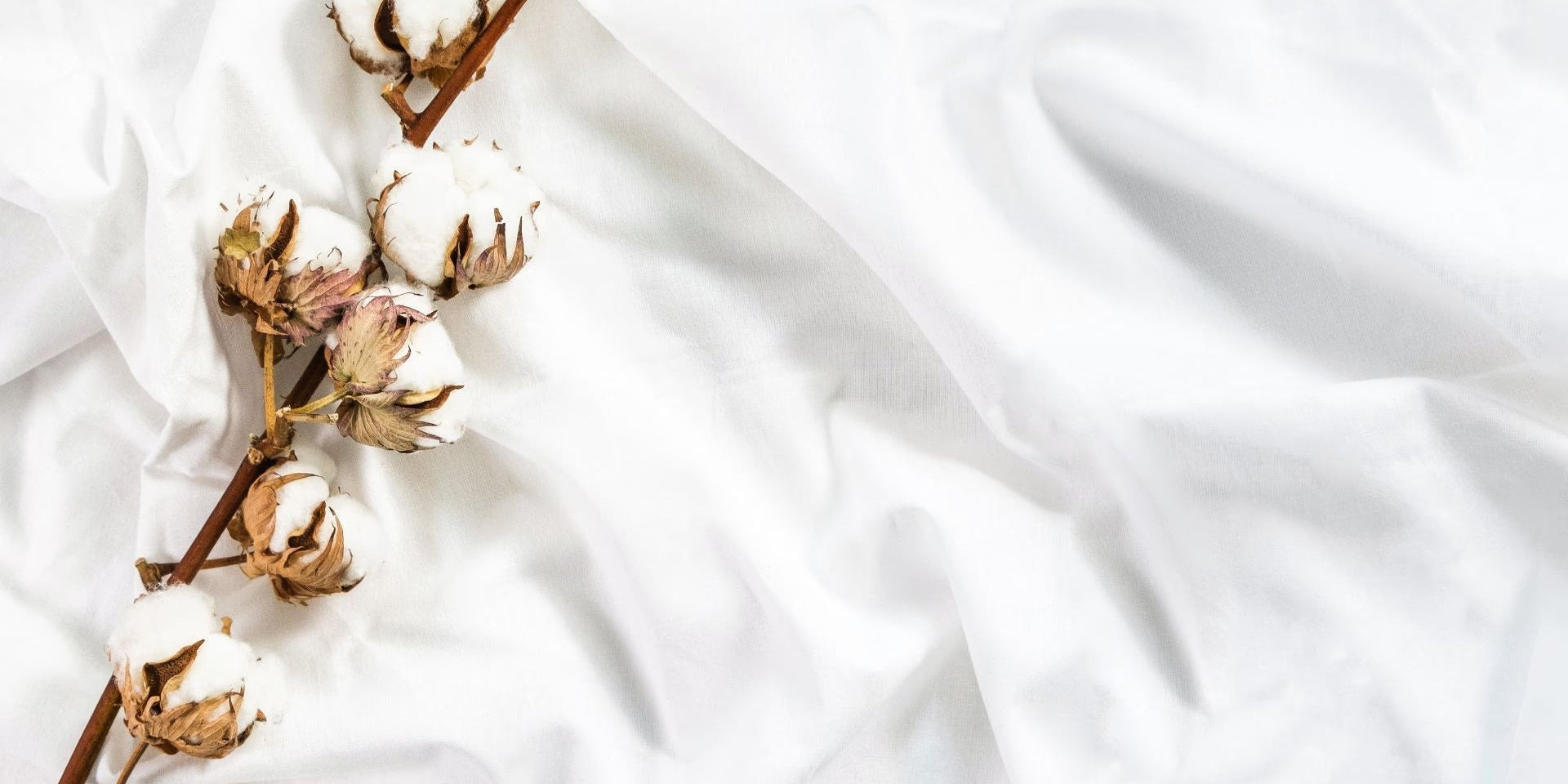 The Rise of Organic Cotton: Insights from Textile Exchange's Organic Cotton Market Report