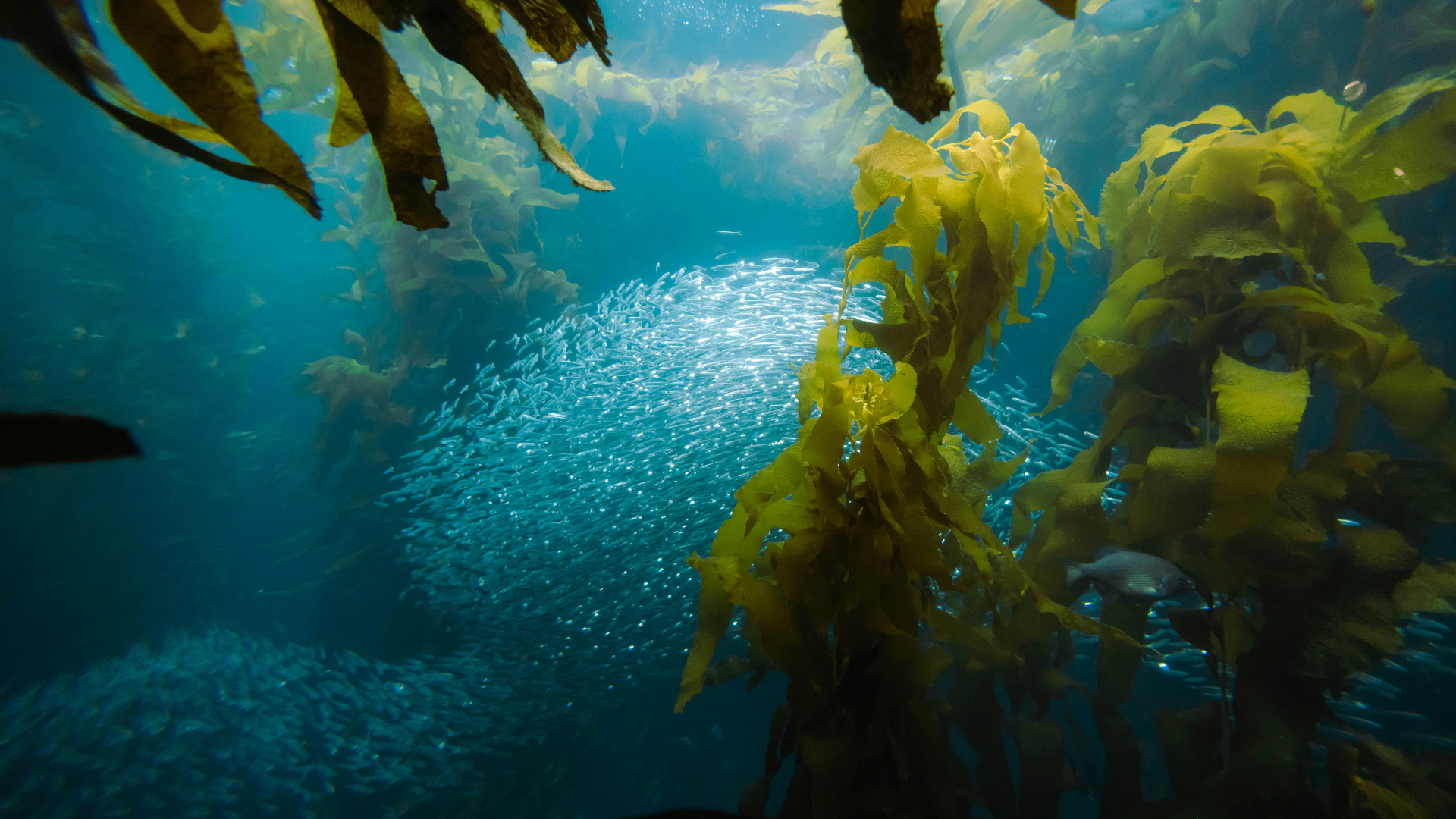 World Collective & A Blue World: Unlocking the Next Wave of Regenerative Materials With Seaweed