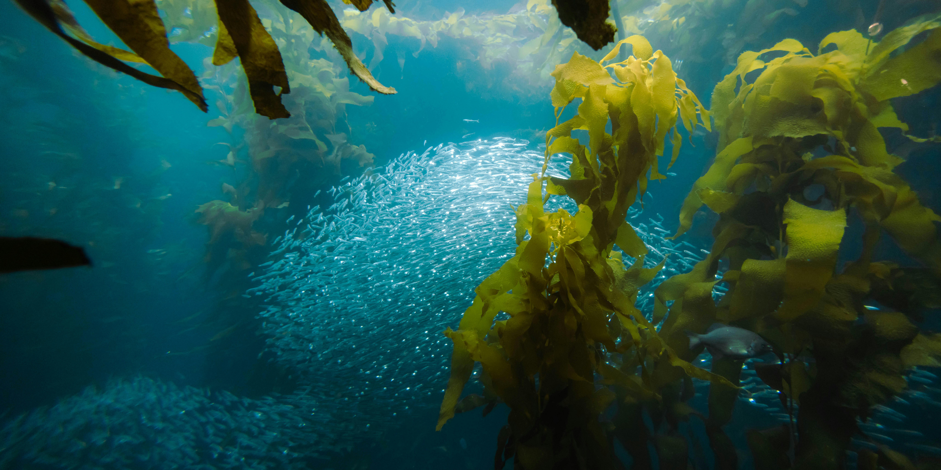 World Collective & A Blue World: Unlocking the Next Wave of Regenerative Materials With Seaweed