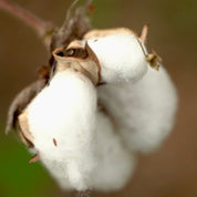 O001 ER WD - Organic Cotton Linen washed