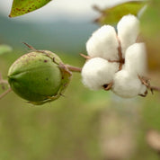 5481 AP GW - Waffle 16s