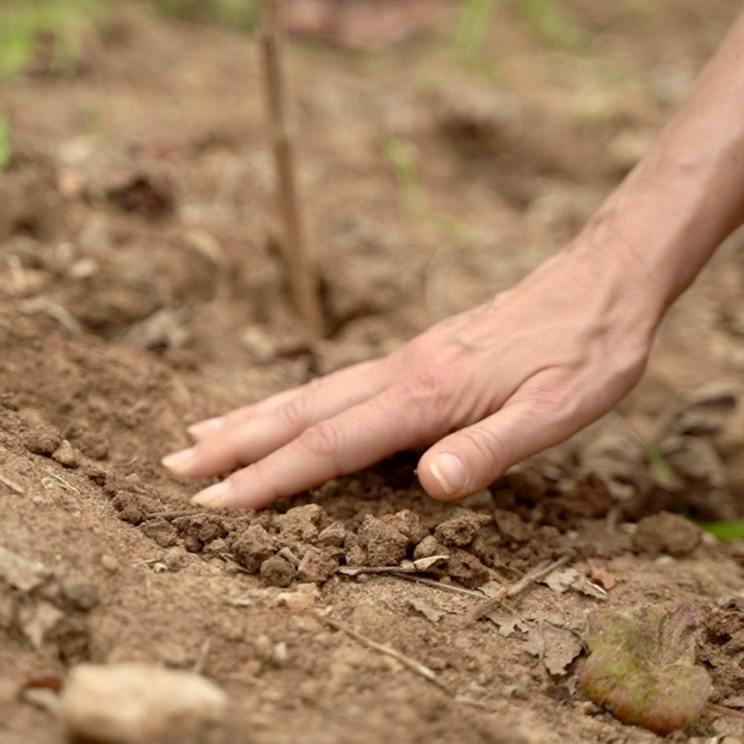 5481 AP WD - Waffle 16s