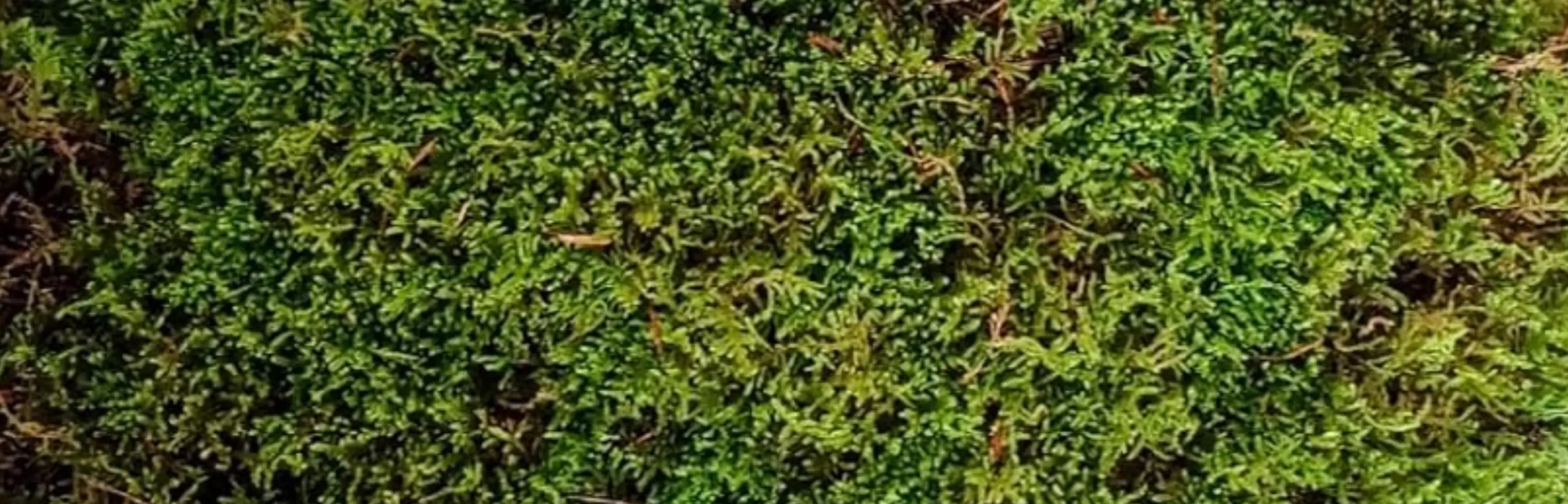 Untitled_design_8.webp